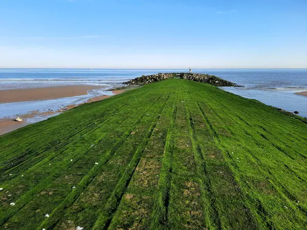 Yosun kaplı taşlarla dolu güzel bir deniz resmi. 