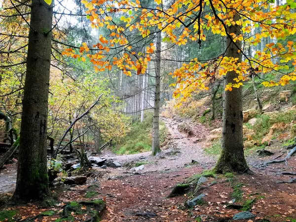 Ormanda sonbahar