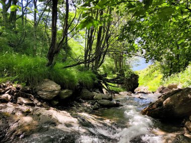 Ormanda güzel bir şelale