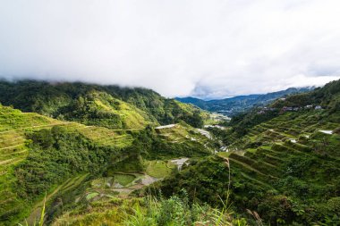 Filipinler, Cordilella 'daki Banaue' de teras pirinç tarlaları.