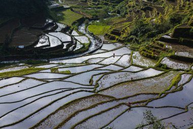 Banaue, Filipinler 'de teraslı pirinç tarlaları