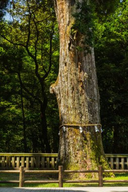 The sacred tree of Kirishima Jingu Shrine in Kirishima City, Kagoshima Prefecture, Japan clipart