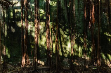 Tainan, Tayvan 'daki Anping Ağaç Evi