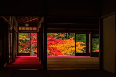 Japonya 'daki Tenju-an, Kyoto' nun resim çerçeveli bahçesinde sonbahar yaprakları
