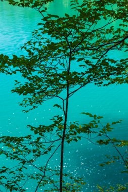 Hırvatistan 'ın Plitvice Gölleri Ulusal Parkı' ndaki zümrüt yeşili göl
