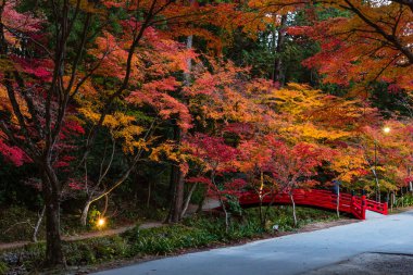 Mori-cho, Shuchi-gun, Shizuoka Bölgesi, Japonya 'daki Oguni Tapınağı' nda sonbahar yaprakları aydınlatıldı.