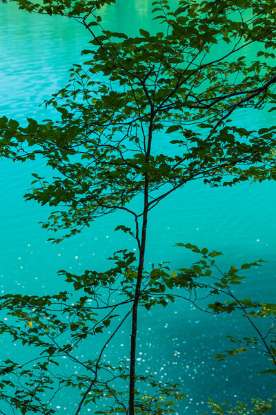 Чистое изумрудное зеленое озеро в Национальном парке Плитвицкие озера, Хорватия