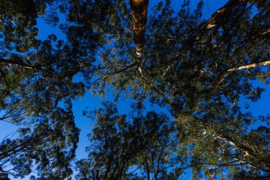 Pemberton, Avustralya 'daki Cali Ormanı