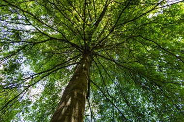 Aşağıdan yukarı bakan ağaçlar ve dallar