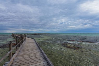 Stromatlite in Hamelin Pool, Western Australia clipart