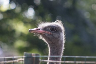 Büyük gözlü bir devekuşu, çitin arkasında yeşil yaprakların arkasında duruyor..