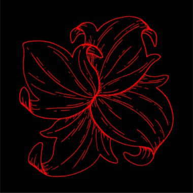 Dekoratif, siyah arkaplanda el çizimi kırmızı çiçek, vektör