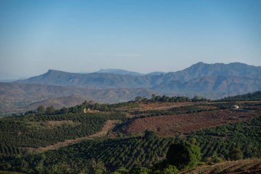 Yeşil tepelerin arkasında, Güney Afrika 'da meyve ağaçlarıyla kaplı, sıcak güneş ışığında büyük bir sıradağ..