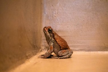 Kızıl Afrika Kurbağası açık kahverengi bir köşede yukarı doğru oturuyor. Başını kaldırırken, ışık gözüne ve vücuduna çarpıyor, teninin rengini ve dokusunu vurguluyor..
