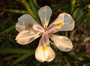 Güney Afrika 'da ılık güneş ışığında açan beyaz bir iris çiçeği..