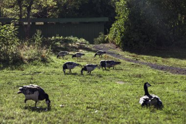 Several Canada geese are seen grazing on a green meadow in Oslo, Norway, showcasing the vibrant landscape and wildlife thriving in spring. clipart