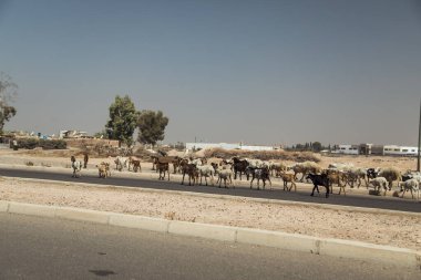 Bir çoban yakından izlerken, Fas 'ta çeşitli koyun ve keçi sürülerinin sıcak asfalt bir yoldan geçtikleri görülüyor. Yemyeşil palmiye ağaçları ve kuru bir manzara arka planı..