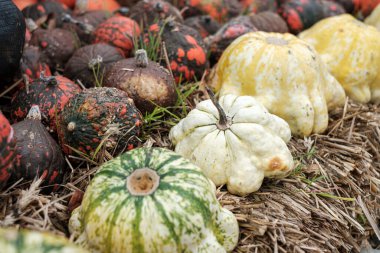 A vibrant collection of uniquely shaped gourds sprawls across straw, showcasing rich colors and textures under soft autumn light, embodying the beauty of the harvest season on a countryside farm. clipart