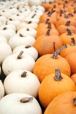 Rows of vibrant orange and white pumpkins create a beautiful display at a lively fall market in October. The pumpkins vary in size and shape, inviting visitors to explore the autumn bounty. clipart