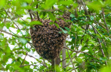 Ağaçtaki bal arısı sürüsü