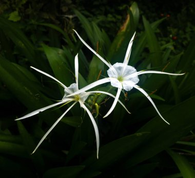 Plaj örümceği bahçedeki zambak