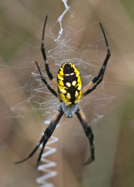 Sarı ve siyah Bahçe örümcek