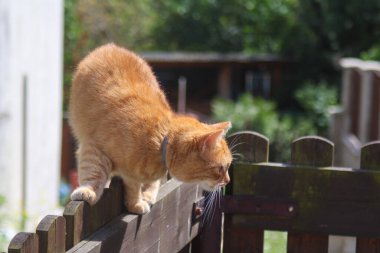 Çitteki sevimli kırmızı kedi. Yüksek kalite fotoğraf