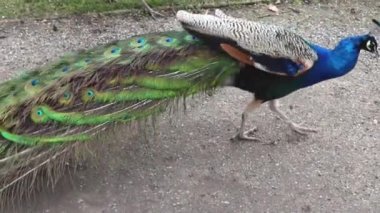 Çek Cumhuriyeti, Ploskovice 3.2024. Peacock parkta yiyecek arıyor. Yüksek kalite 4k görüntü