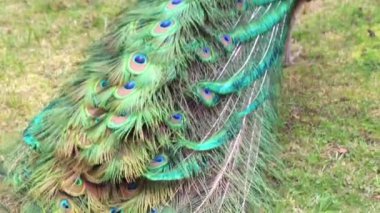 Çek Cumhuriyeti, Ploskovice 3.2024. Peacock parkta yiyecek arıyor. Yüksek kalite 4k görüntü