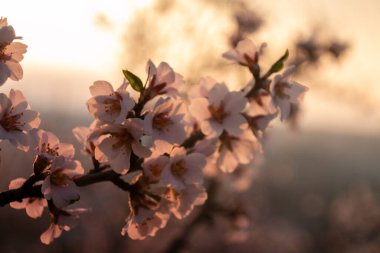 Baharda Prag 'da bir parkta gün doğumunda çiçek açmış badem ağacı. Kapatın. Yüksek kalite fotoğraf