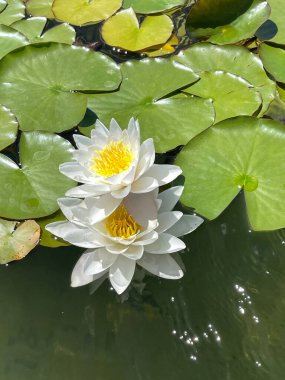 Su yüzeyinde iki güzel beyaz zambak. Yüksek kalite fotoğraf