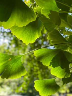 Yaz Ginkgo biloba ağacı, parlak yeşil yapraklı, yaz günü, yakın çekim. Yüksek kalite fotoğraf