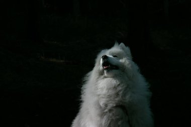 Beyaz, güzel bir Samoyed köpeği karanlık bir ormanda oturuyor. Güneş ışığıyla aydınlatılıyor ve yukarı bakıyor. Yüksek kalite fotoğraf
