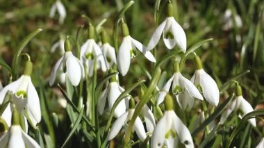 Güneşli ilkbaharda açmakta olan kardamlalarına yakın çekim. Yüksek kalite 4k görüntü