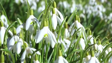 Güneşli ilkbaharda açmakta olan kardamlalarına yakın çekim. Yüksek kalite 4k görüntü