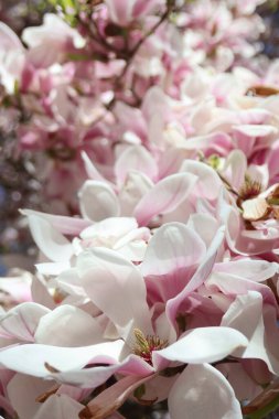 Çek Cumhuriyeti, Prag. Baharda parkta bir ağaçta büyük manolya çiçekleri. Narin pembe çiçekler. Yüksek kalite fotoğraf
