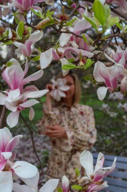Çek Cumhuriyeti, Prag. Baharda parkta bir ağaçta büyük manolya çiçekleri. Narin pembe çiçekler. Yüksek kalite fotoğraf