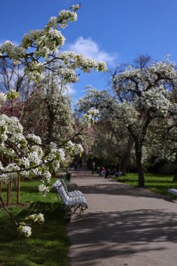Bahçede çiçek açan ağaçların güzel manzarası, ortasında bir bank olan bir patika. Dikey fotoğraf. Yüksek kalite fotoğraf