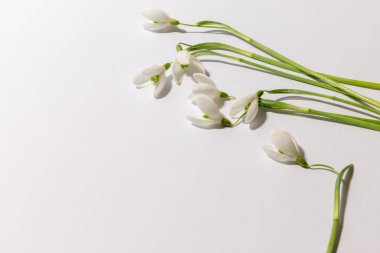 Bahar dekorasyonu. Beyaz arkaplanda beyaz kar damlaları ve metin için boşluk. - Evet. Yüksek kalite fotoğraf