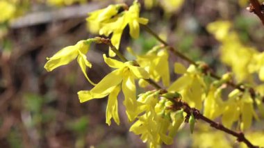 Bahar çiçekli güzel çalılar. Forsythia altın çan baharı çiçek açan sarı çiçekli çalılar. Yüksek kalite 4k görüntü