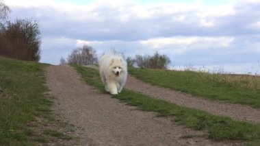 Beyaz neşeli köpek arazide sahibine doğru koşuyor. Arka planda bulutlarla. Yüksek kalite 4k görüntü