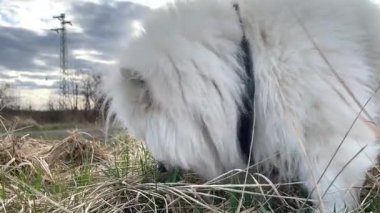 Ot yiyen güzel neşeli Samoyed köpek: Makro detay ile çekilen neşeli bir an. Yüksek kalite 4k görüntü