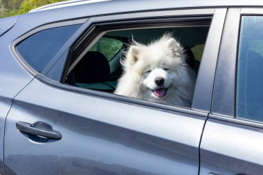 Samoyed köpeği arabayla seyahat eder. Tatlı Samoyed köpeği arabanın camından dışarı bakıyor. - Evet. Yüksek kalite fotoğraf