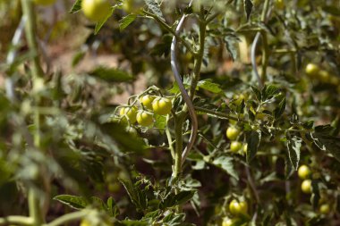 Bahçedeki sarmaşıkta yetişen yeşil domatesler. Bitkiler yapraklarla doludur ve yapraklar arasında görülebilen küçük, olgunlaşmamış domatesler..