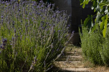 Çiçek açan lavanta bitkileri ve yeşil otlarla dolu bir patika. Sahne, canlı renkler ve doğal güzelliklerle huzurlu bir bahçe atmosferi yakalıyor..