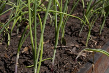 Zengin, karanlık topraklarda yetişen yeşil soğan bitkileri. Sahne, topraktan çıkan taze ve canlı sapları yakalıyor. Bu da sağlıklı büyümeyi gösteriyor..