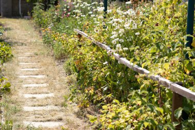 Yaban çiçekleri ve yeşilliklerle dolu bir bahçe yolu. Yol, canlı bitkiler ve ahşap bir çitle çevrili taş levhalardan oluşuyor..