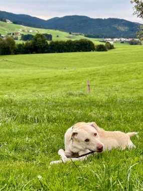 Dişi köpek, Asiago İtalya 'nın açık otlaklarında sopayla oynuyor. 