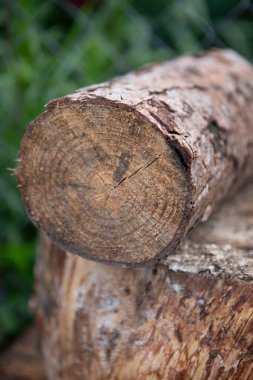 Ormanda bir kütük bir diğerinin üzerinde duruyor. Yüksek kalite fotoğraf