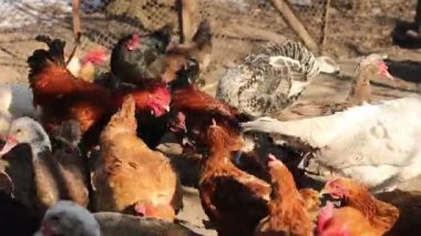 Çeşitli tavuk ve hindiler baharın başlarında sakin bir kırsal alanda güneşin altında yiyecek arayarak toprağı keşfediyorlar. Tüylerinin canlı renkleri canlı bir atmosfer yaratıyor..